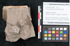 Foto (Objekt + Etikett) von Pinus palaeotaeda Ettingshausen (NHMW-GEO-2024-0188-7958)